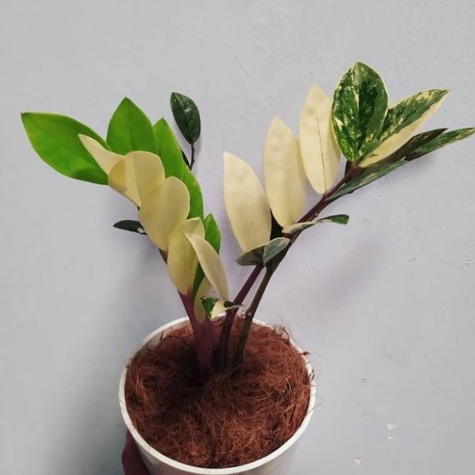 tanaman hias zamia dolar varigata - zamia culcas variegata - zz plant