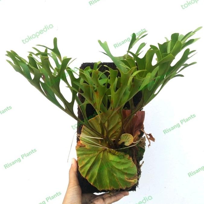 platycerium ridleyi tanaman tanduk rusa sp Kalimantan