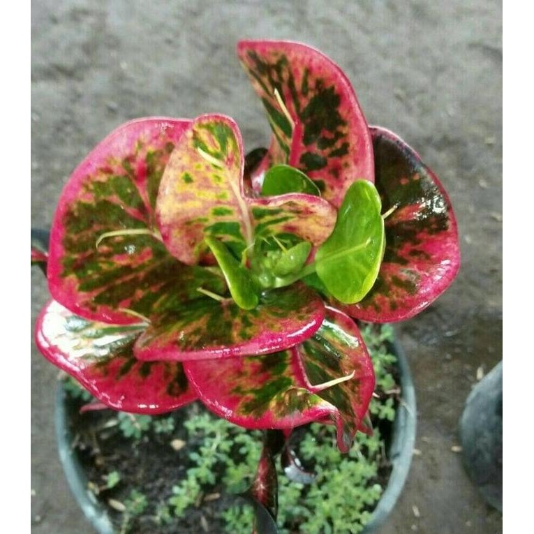 Ready Bibit Puring Apel Merah Tanaman Hias - Benih / Biji / Bibit