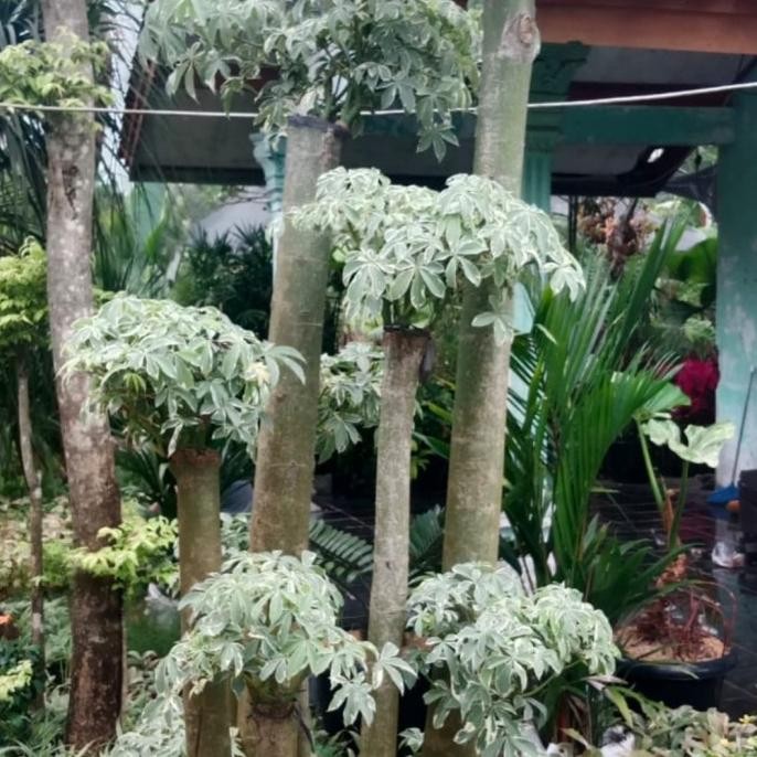 Tanaman Bonsai Randu/Bonsai Randu Varigata - Randu Varigata, S
