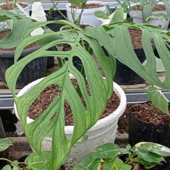 monstera esqueleto tanaman