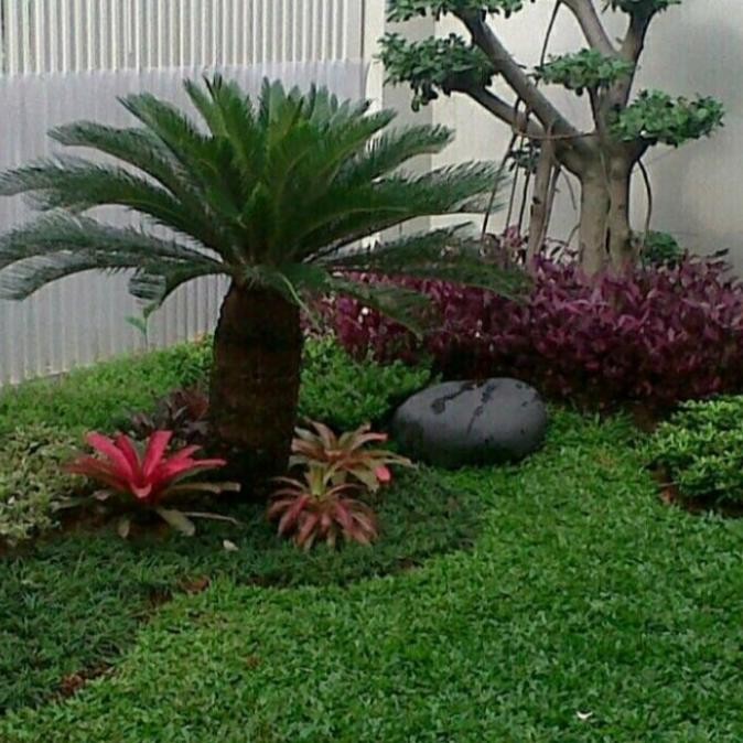 tanaman hias palem sikas / pohon palem bonsai size jumbo