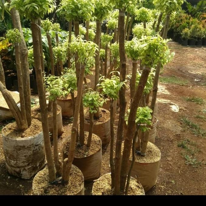 tanaman hias bonsai anting Putri tinggi 1, 2 m - anting Putri