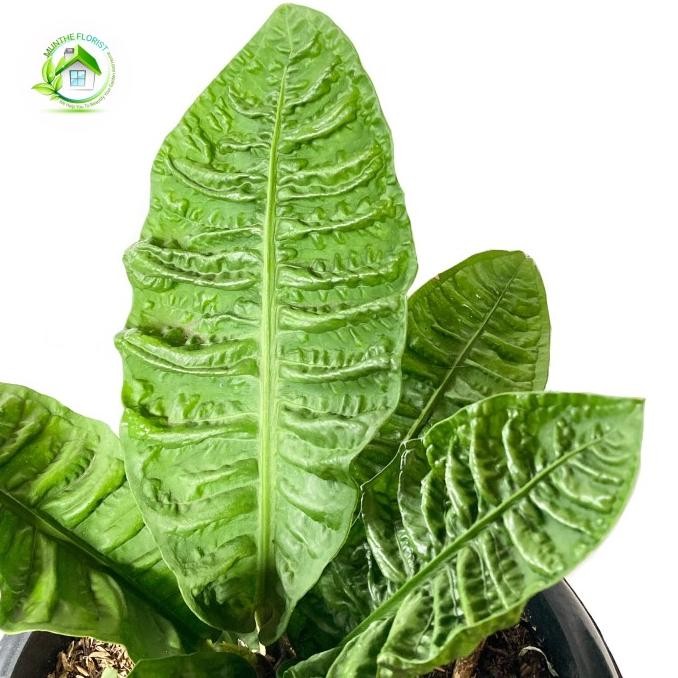 Tanaman Hias Anthurium Reflexinervium Reflexy Besar Rare Realpict