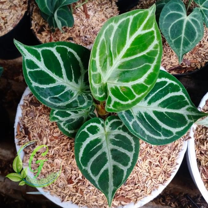 Tanaman hias Antorium Dorayaki - Kuping Gajah Dorayaki