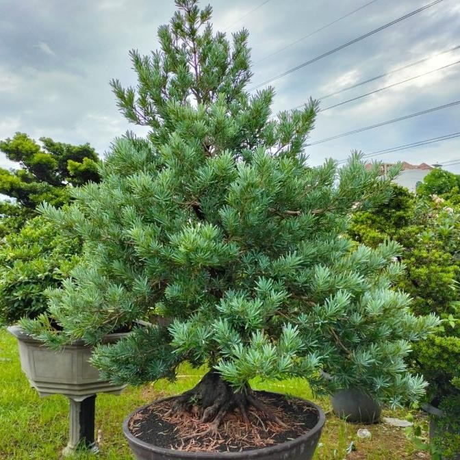 tanaman hias bonsai lohansung silver blue ice batang besar