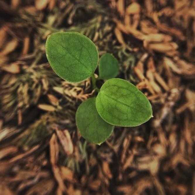 baby lidah gajah / warocqueanum. tanaman hias