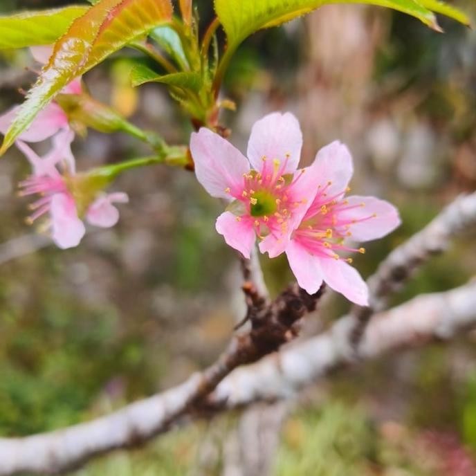 Pohon Sakura jepang original Ukuran 1mtr up (asli japan %)