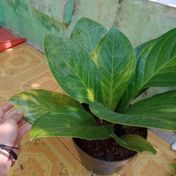 TANAMAN HIAS ANTHURIUM JEMANI TORNADO VARIGATA DEWASA