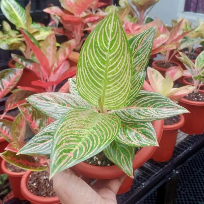 Tanaman hias aglaonema / aglonema golden hope