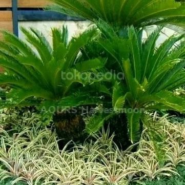 Bibit Tanaman hias Pakis sikas, Palem sikas, pakis haji, Original