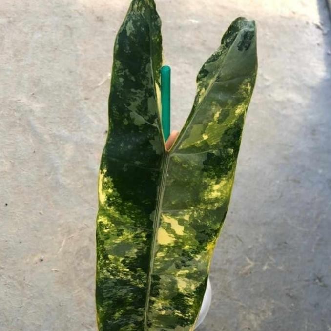 tanaman hias Philodendron Bilietiae Variegata Kabel busi Variegata 155