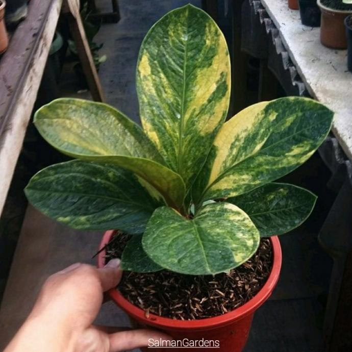 Tanaman hias anthurium jemani variegata cobra varigata-mangkok tornado