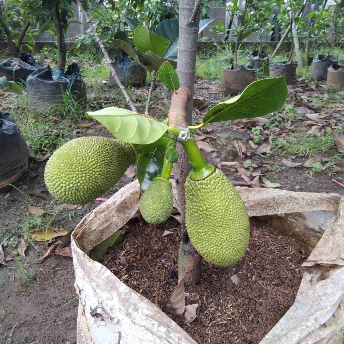 Pohon nangka Mini sudah berbuah