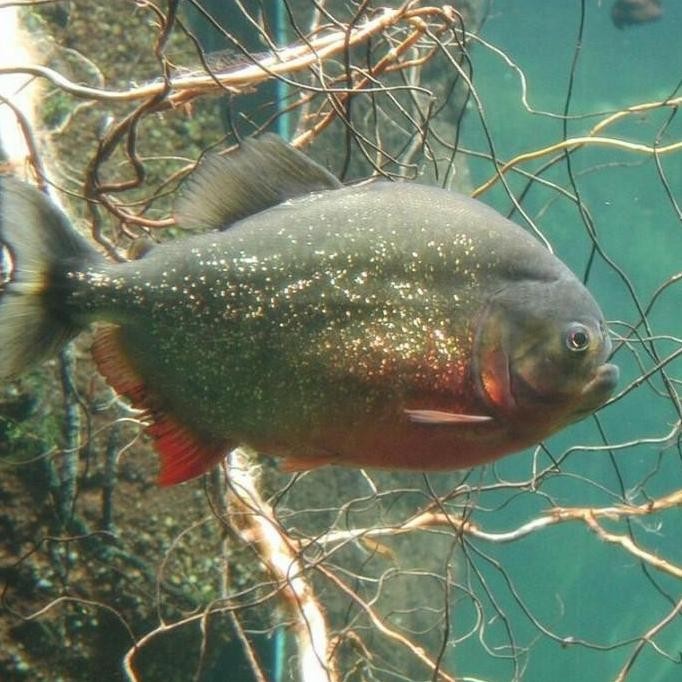 

Ikan Piranha Wc Wild Rbp Ready