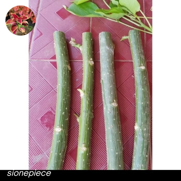 

Stek Pohon Dadap Mudah Jadi