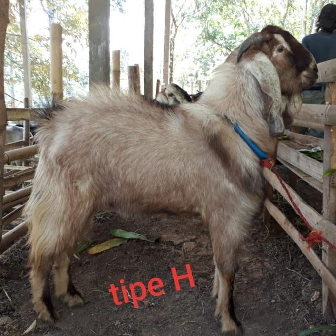 

Hewan Qurban Kambing Domba Tipe H Gratis Ongkir Jabodetabek Murah