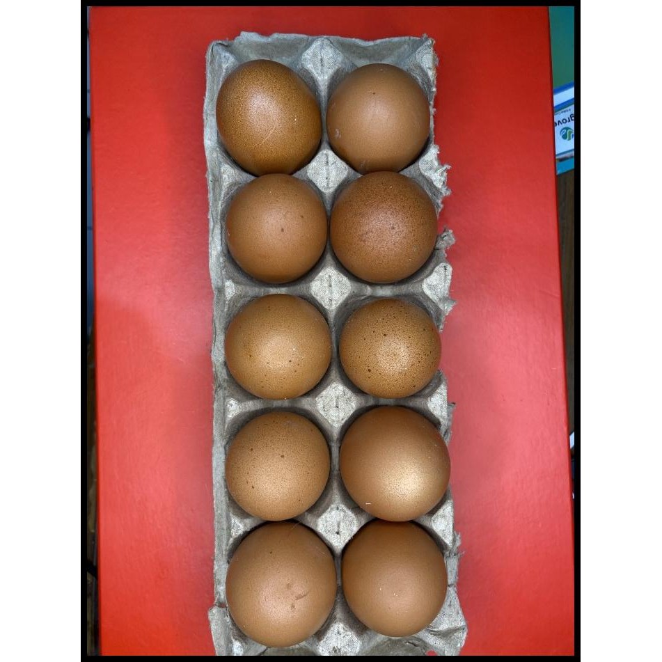 

Telur Telor Ayam Fresh Langsung Dari Kandang Sendiri 10 Butir