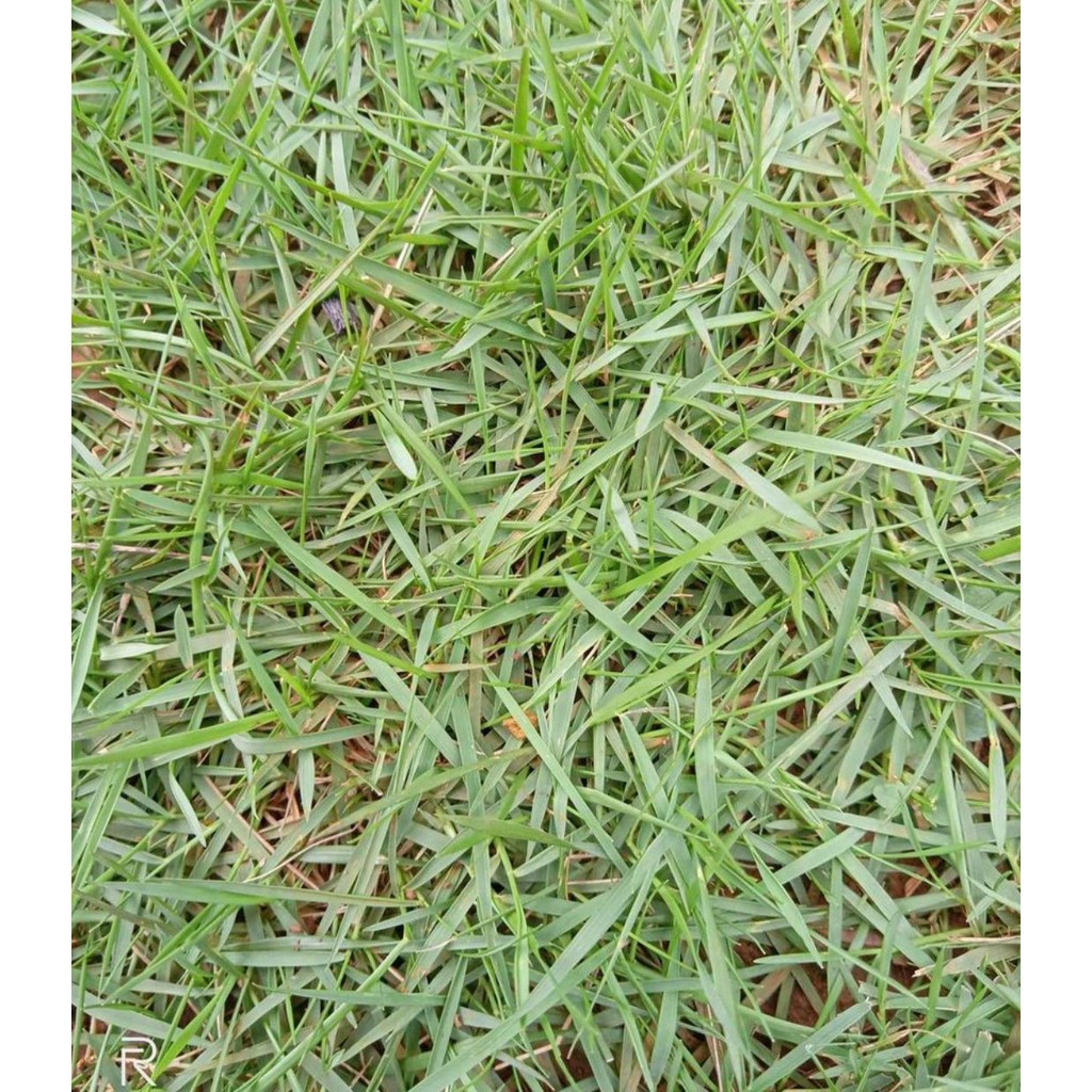 Bibit Rumput hidup PEKING/JEPANG 1meter/Rumput taman Gajah Mini PEKING/JEPANG
