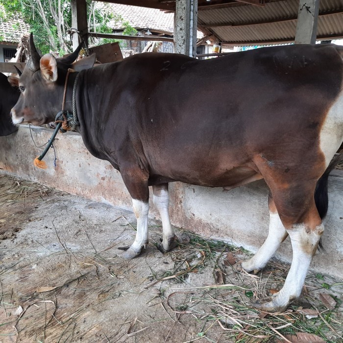 

SAPI KUPANG BALI MURAH BANGET