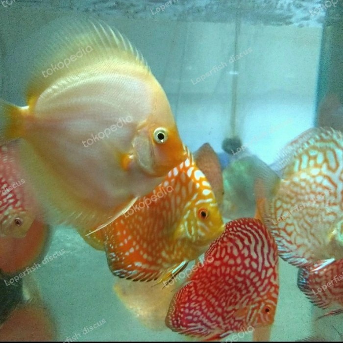 discus red melon , discus leopard , discus lss , discus 3" semua tipe