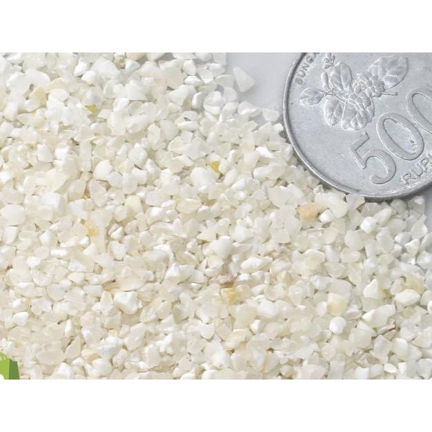 

Bera Jagung Etan 1G