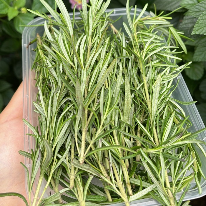 

CUCI GUDANG rosemary leaves