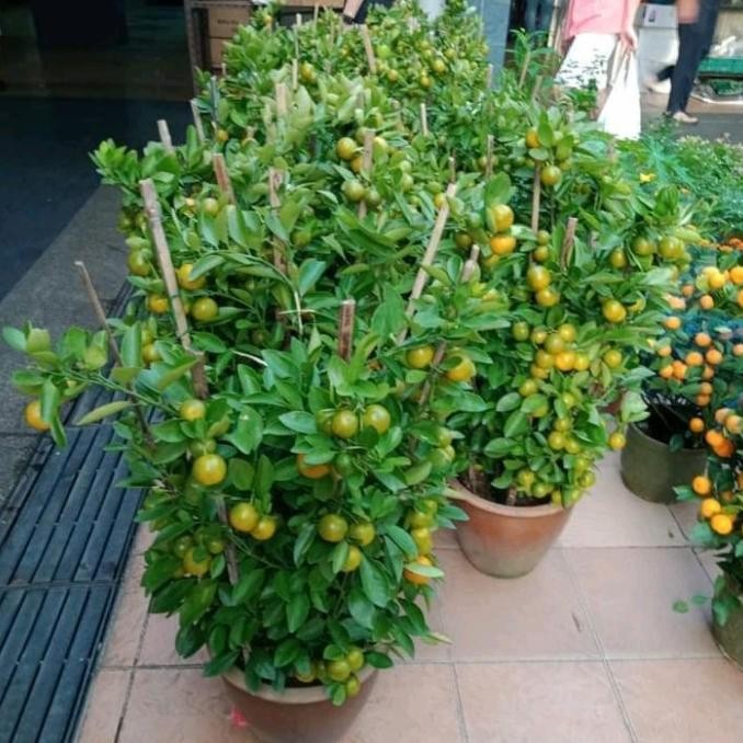 

SALE! BIBIT JERUK KASTURI/LEMON CUI(JERUK PERAS)