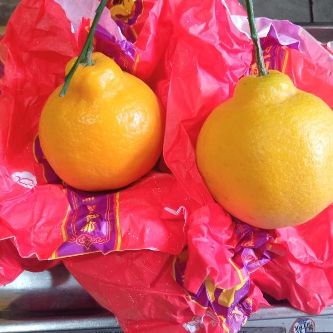 

SALE! JERUK AIYUAN FRESH MANIS TANPA BIJI PER 1 KG