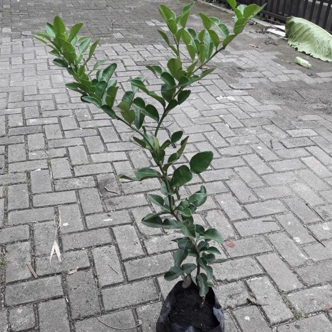 

SALE! TANAMAN JERUK PURUT