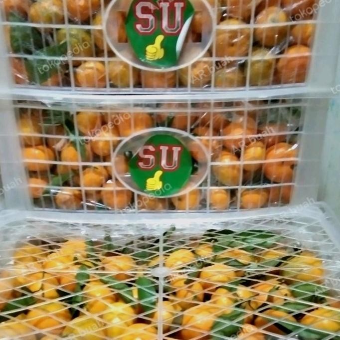 

SALE! BUAH JERUK SHANTANG BOTAK FRESH IMPORT 1 KERANJANG