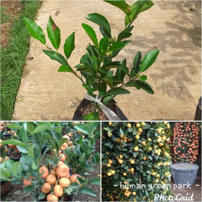 

SALE! BIBIT JERUK SANTANG MADU MURAH