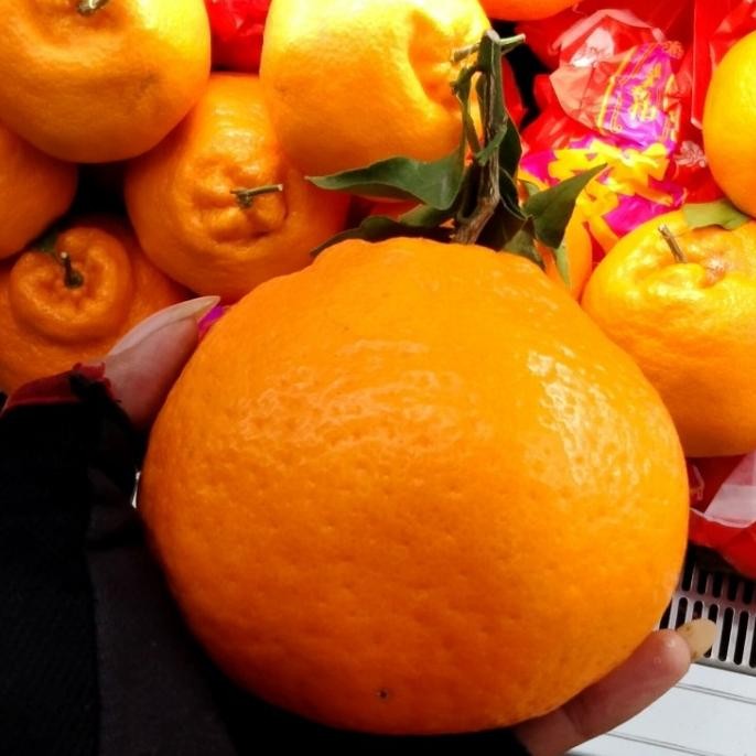 

SALE! BUAH JERUK MANDARIN TAIWAN 1 KG