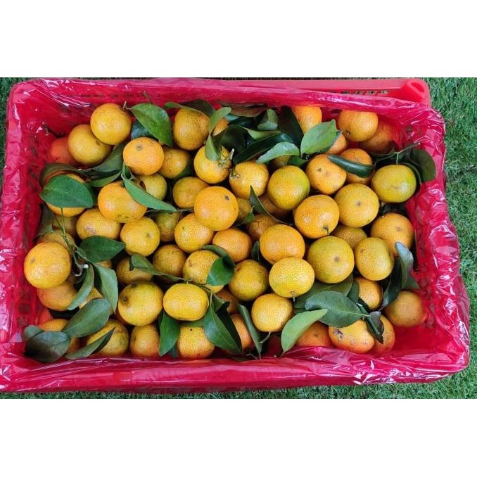 

SALE! JERUK SHANTANG DAUN TANGERINE 6 KG / BOX