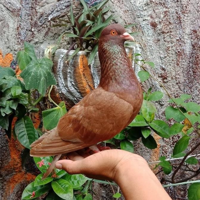 Burung Dara Burung Merpati Hidup Jantan Dewasa Super Top Grade