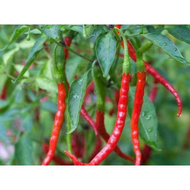 

Tanaman Buah - Cabe / Cabai Merah Keriting BUKAN BIJI MMU