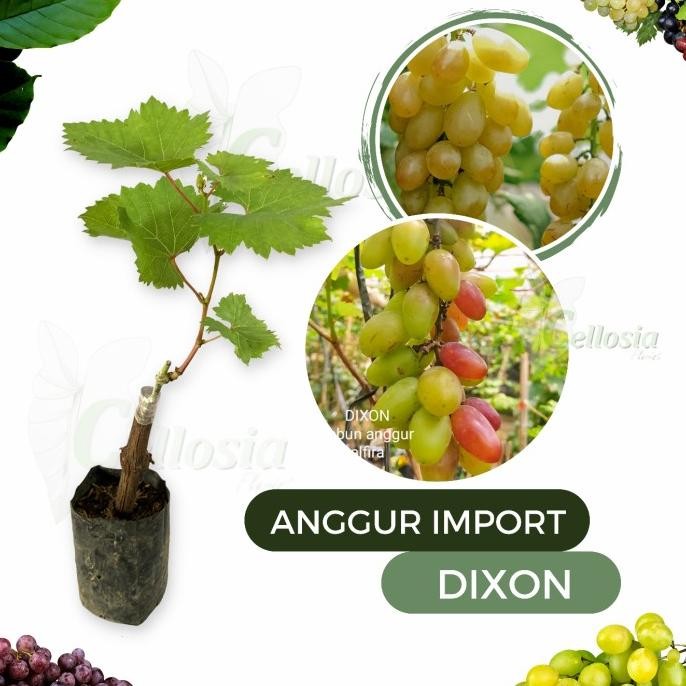 

Bibit Tanaman Buah Anggur Import Dixon Grafting, cepat berbuah MMU