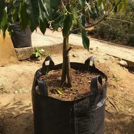 Planter Bag ukuran pot tanaman buah MMU