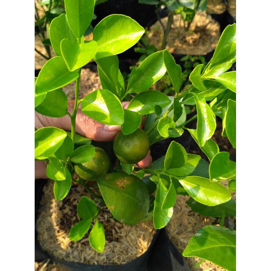 

BIBIT TANAMAN BUAH JERUK KASTURI / KOLOMONDE MMU