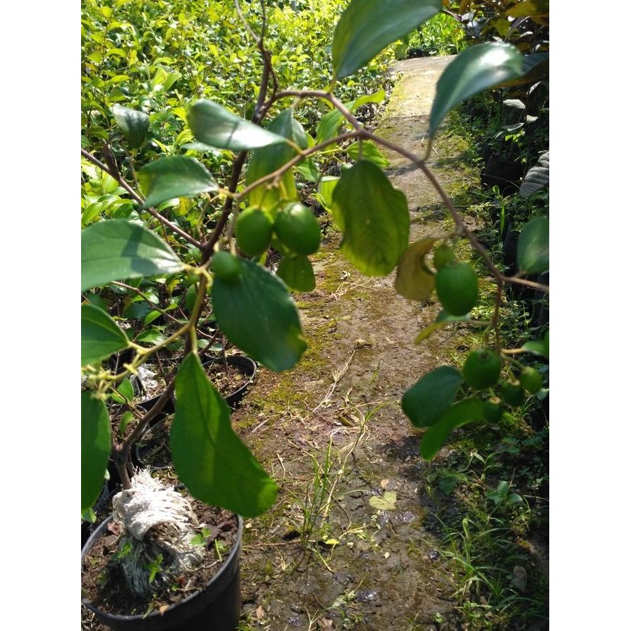 Bibit tanaman pohon buah apel putsa/apel india sudah berbuah MMU