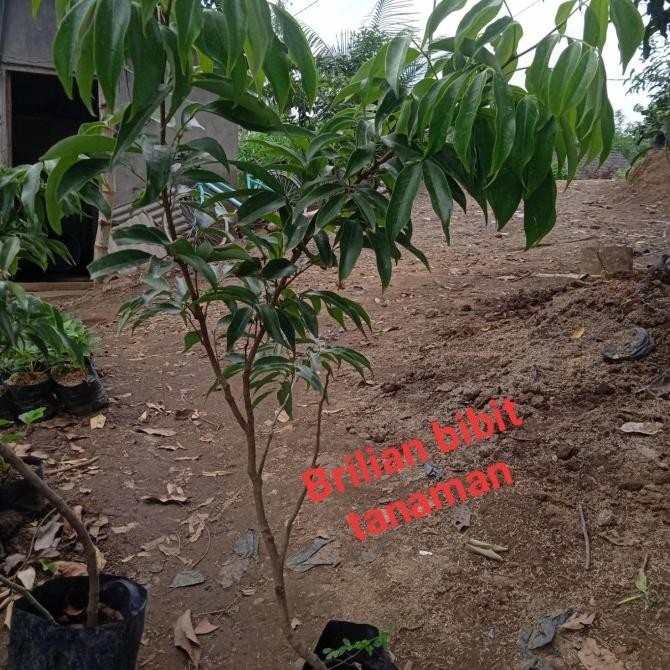 bibit tanaman buah leci merah batang besar MMU