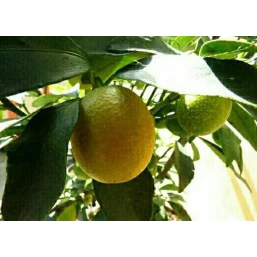 

Bibit Tanaman Buah Jeruk Lemon Cui MMU