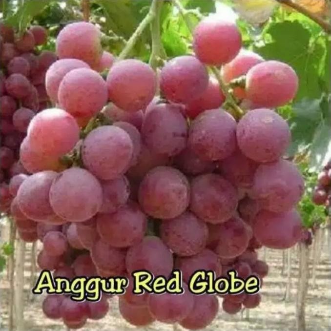 

Bibit Tanaman Buah Anggur Red Globe Bergaransi MMU