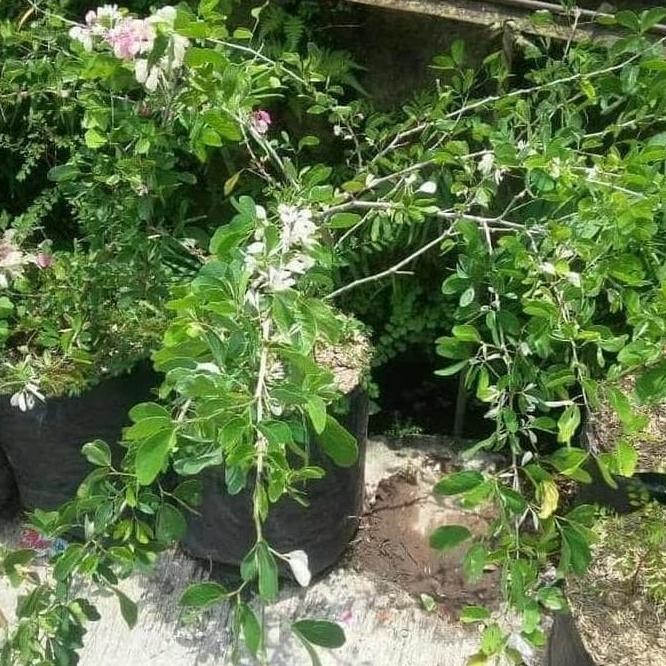 Asli Bibit Tanaman Buah Asam Belanda At Asam Keranji Kranji Asam MMU