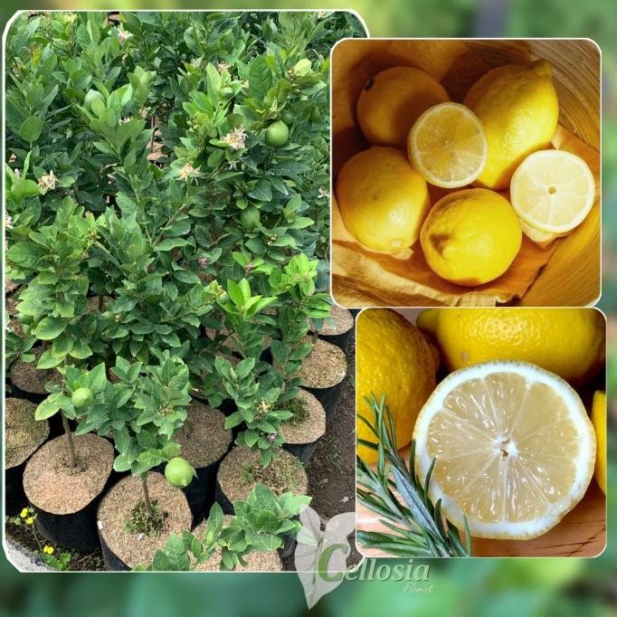 

Bibit Tanaman Buah Jeruk Lemon Montaji Agrihorti Tanpa Biji Berbuah MMU