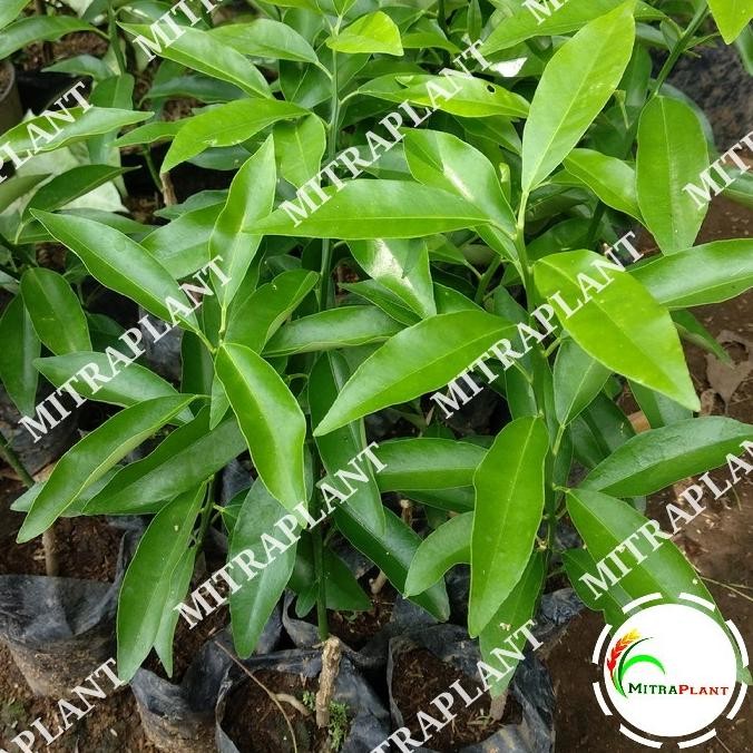 

Bibit Pohon Jeruk Nagami - Tanaman Buah Jeruk Nagami Kumquat MMU