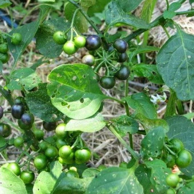 FRES Pohon Leunca/Ranti-Bibit Tanaman Leunca/Buah Ranti a VALID