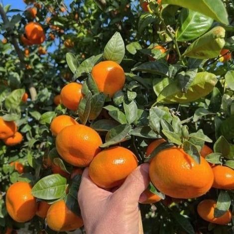 

COD Bibit Tanaman Buah Jeruk Mandarin/Jeruk Mini/Jeruk Cina/Bibit Buah MMU