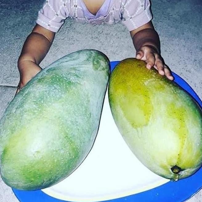 BIBIT Tanaman MANGGA KIOJAY JUMBO buah buahan cangkok dalam pot MMU