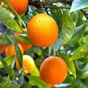

bibit tanaman buah jeruk mandarin unggul MMU